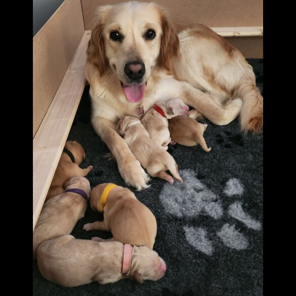 Golden Retriever - Both