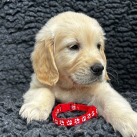 Golden Retriever - Both