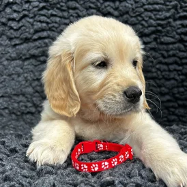 Golden Retriever - Both