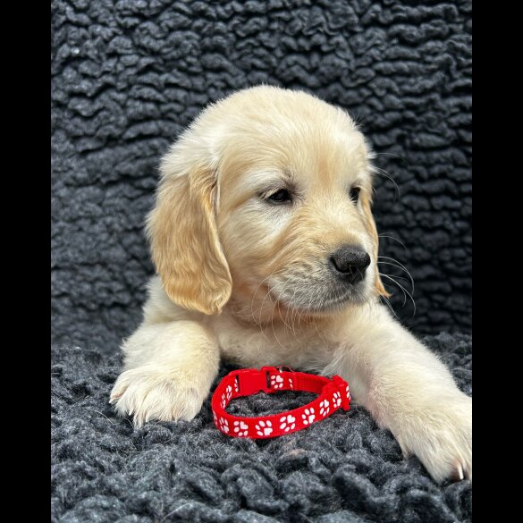 Golden Retriever - Both