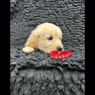 Golden Retriever - Both