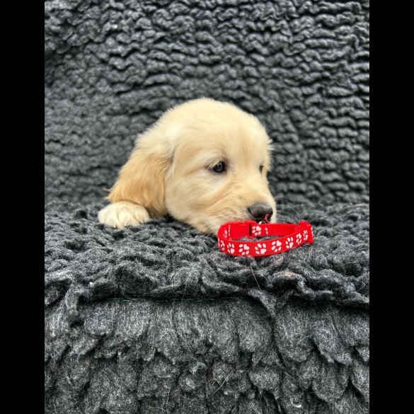 Golden Retriever - Both