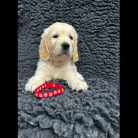 Golden Retriever - Both