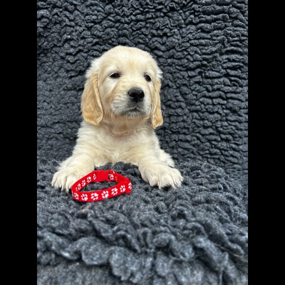 Golden Retriever - Both