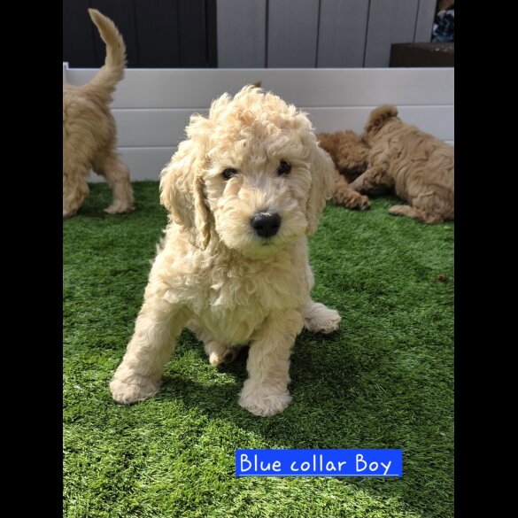 Goldendoodle - Both