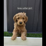 Goldendoodle - Both
