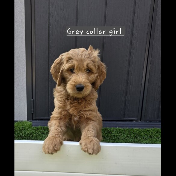 Goldendoodle - Both