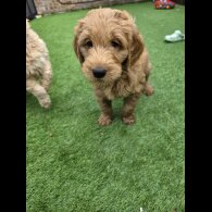 Goldendoodle - Both