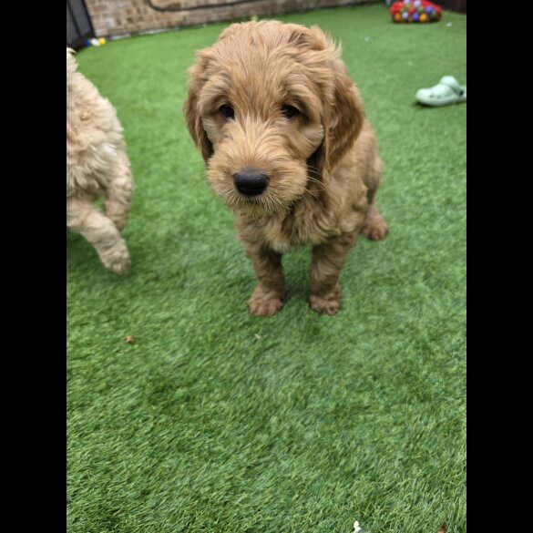 Goldendoodle - Both