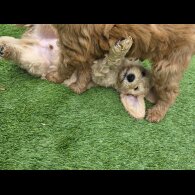 Goldendoodle - Both