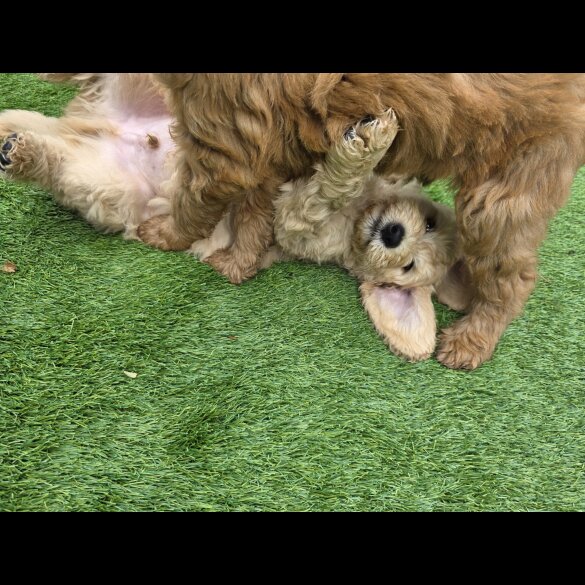 Goldendoodle - Both