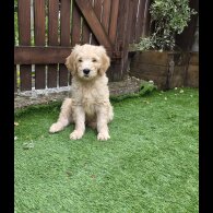 Goldendoodle - Both