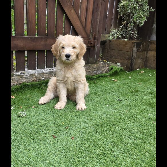 Goldendoodle - Both