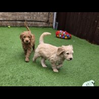 Goldendoodle - Both