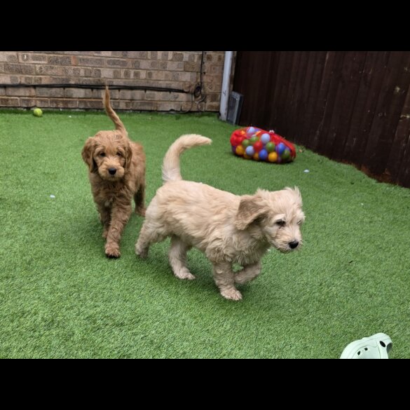 Goldendoodle - Both