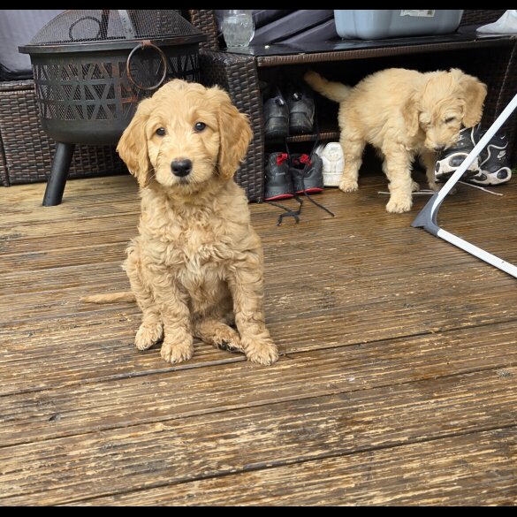 Goldendoodle - Both