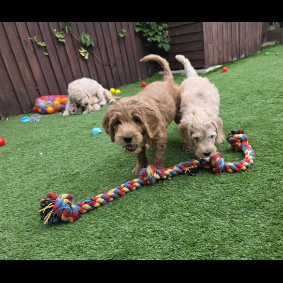 Goldendoodle - Both