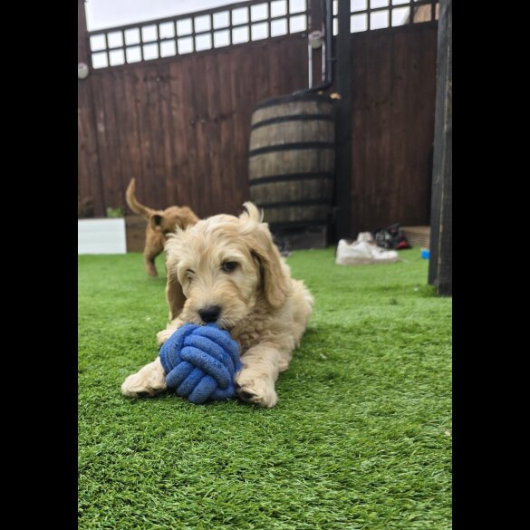 Goldendoodle - Both