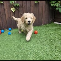 Goldendoodle - Both