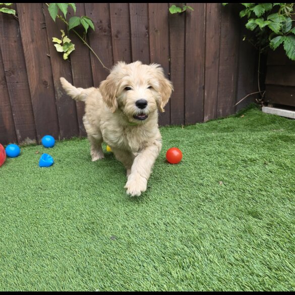 Goldendoodle - Both