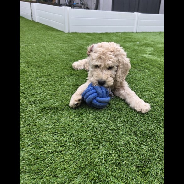 Goldendoodle - Both