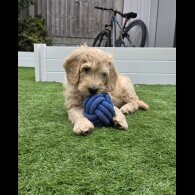 Goldendoodle - Both