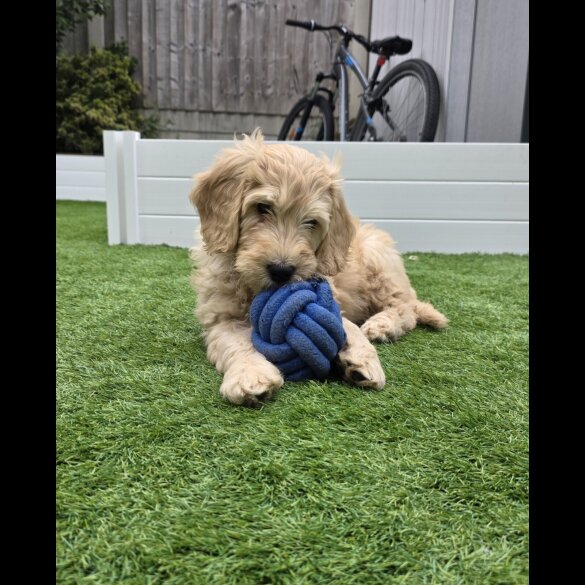 Goldendoodle - Both