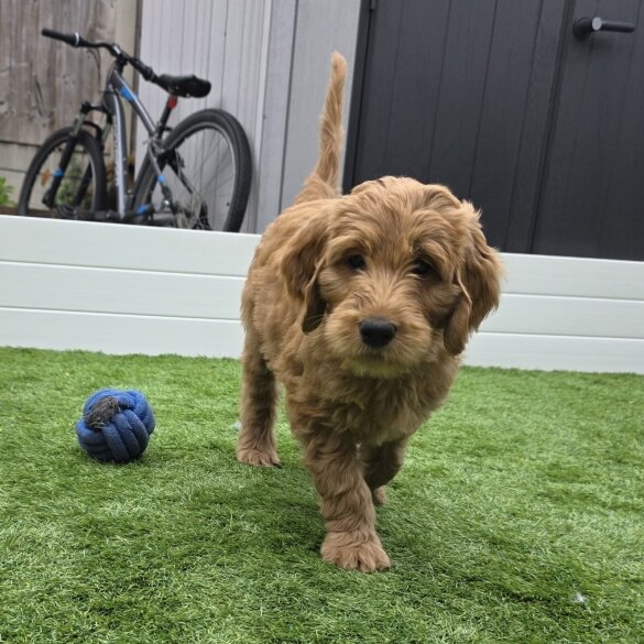 Goldendoodle - Both