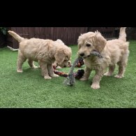 Goldendoodle - Both