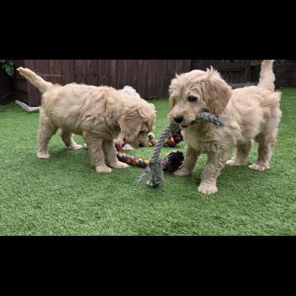 Goldendoodle - Both
