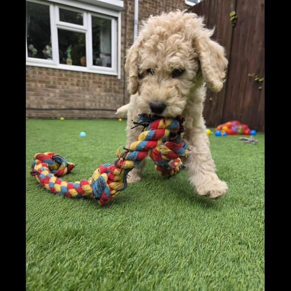 Goldendoodle - Both