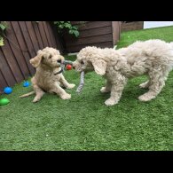 Goldendoodle - Both