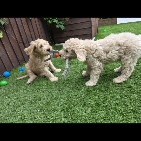 Goldendoodle - Both