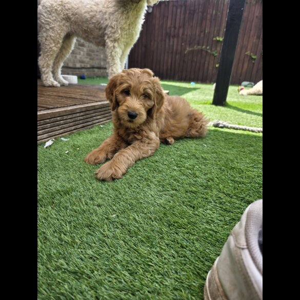 Goldendoodle - Both