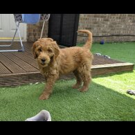 Goldendoodle - Both