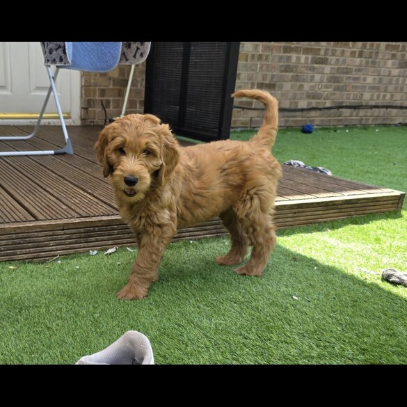 Goldendoodle - Both