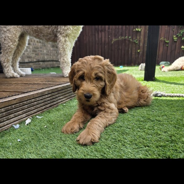 Goldendoodle - Both