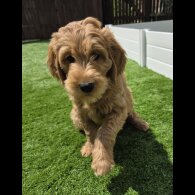 Goldendoodle - Both