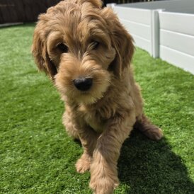 Goldendoodle - Both