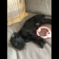 Cockapoo - Both