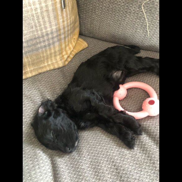Cockapoo - Both