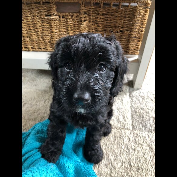 Cockapoo - Both