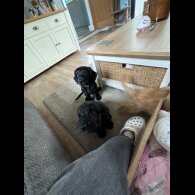 Cockapoo - Both