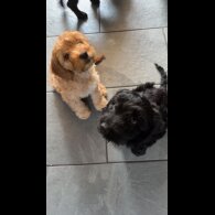 Cockapoo - Both