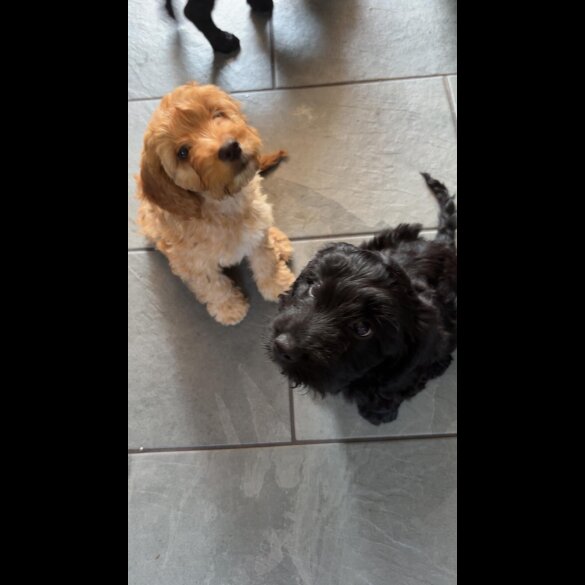Cockapoo - Both