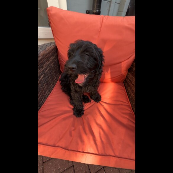 Cockapoo - Both