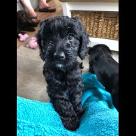 Cockapoo - Both