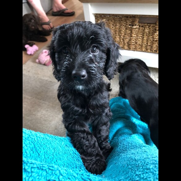 Cockapoo - Both