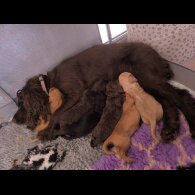 Cockapoo - Both