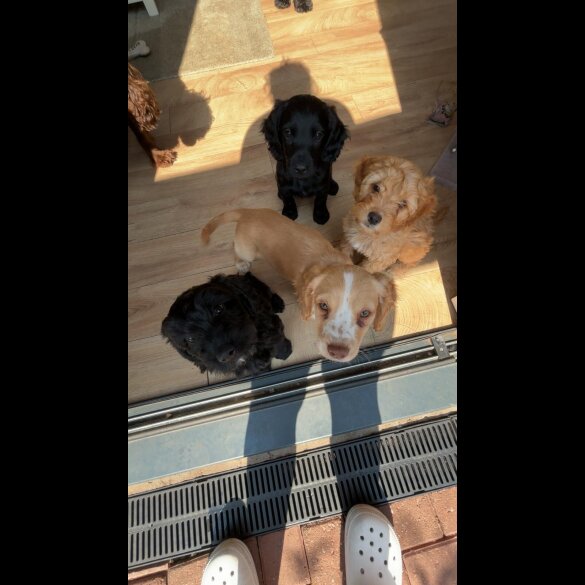 Cockapoo - Both